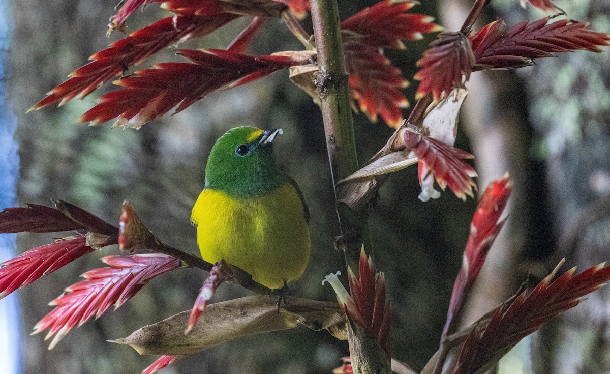 Blue-naped Chlorophonia - ML646274839