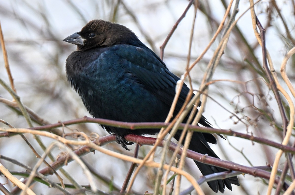 Brown-headed Cowbird - ML646274840
