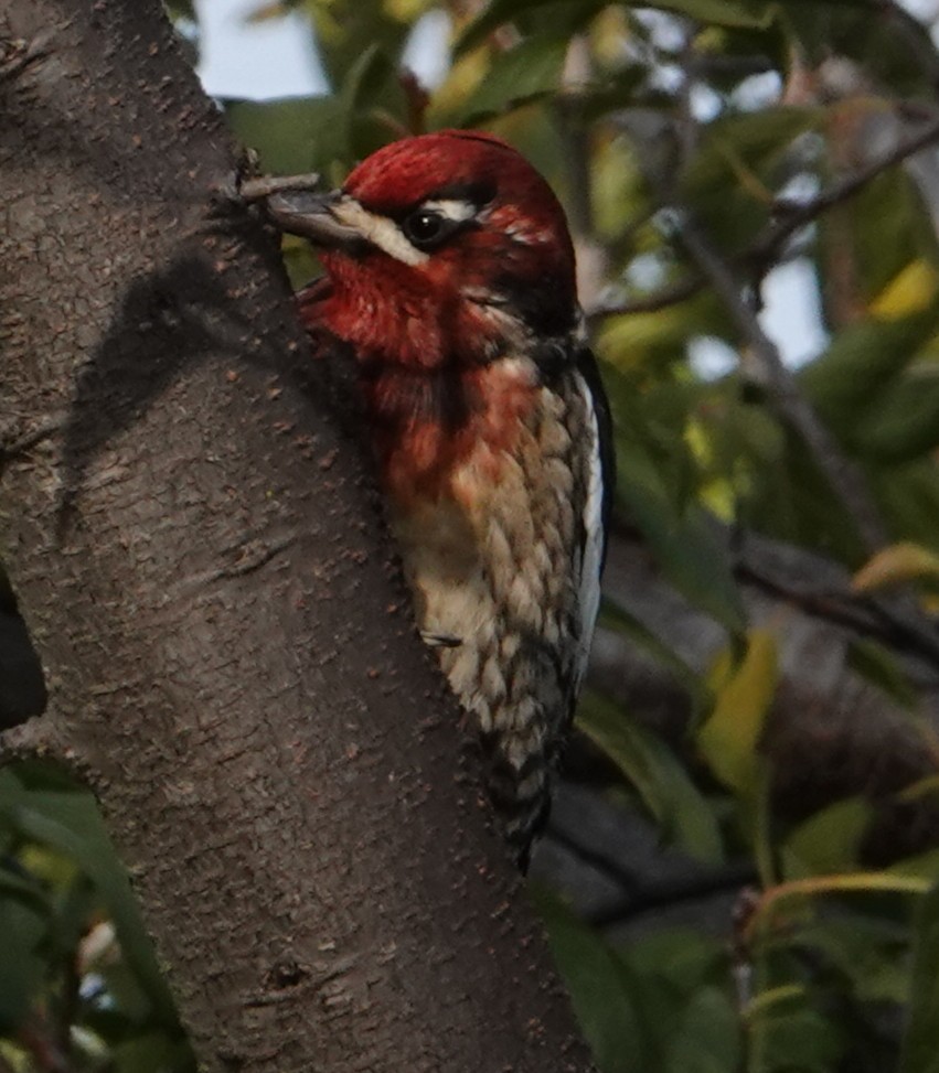 Red-breasted Sapsucker - ML646274843