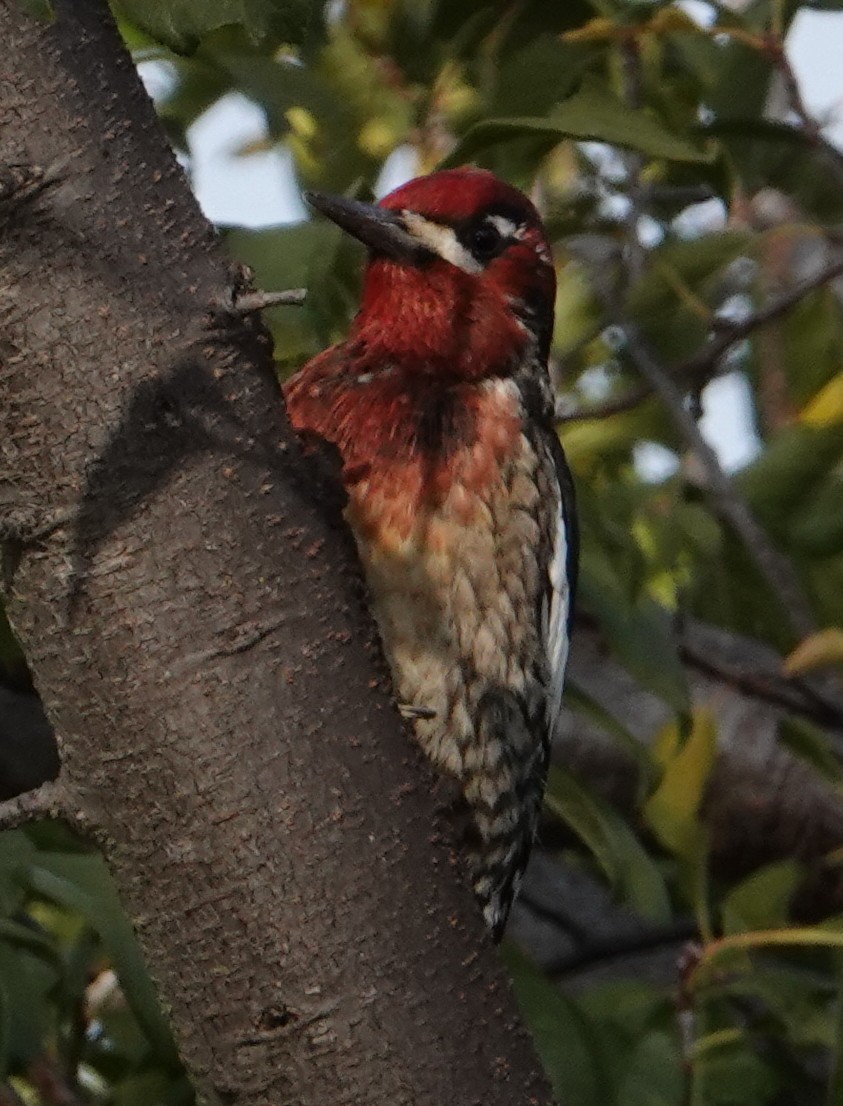 Red-breasted Sapsucker - ML646274844