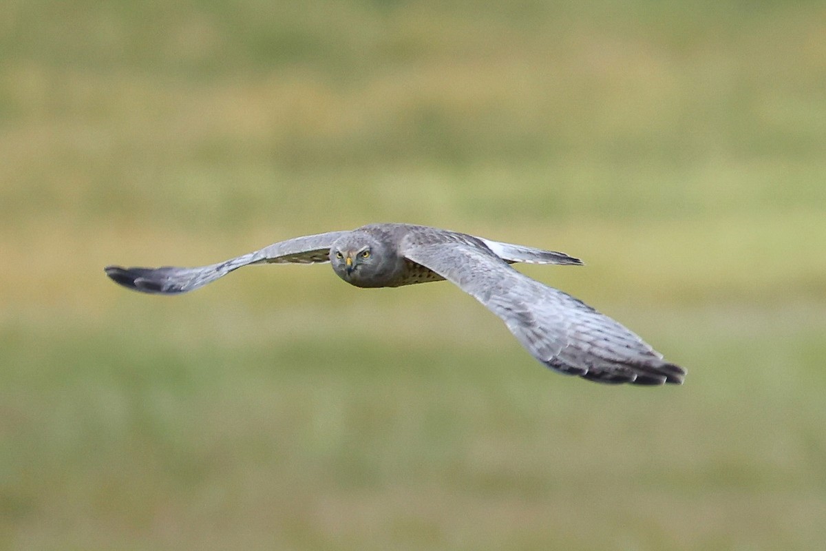 Hudsonweihe - ML646274846