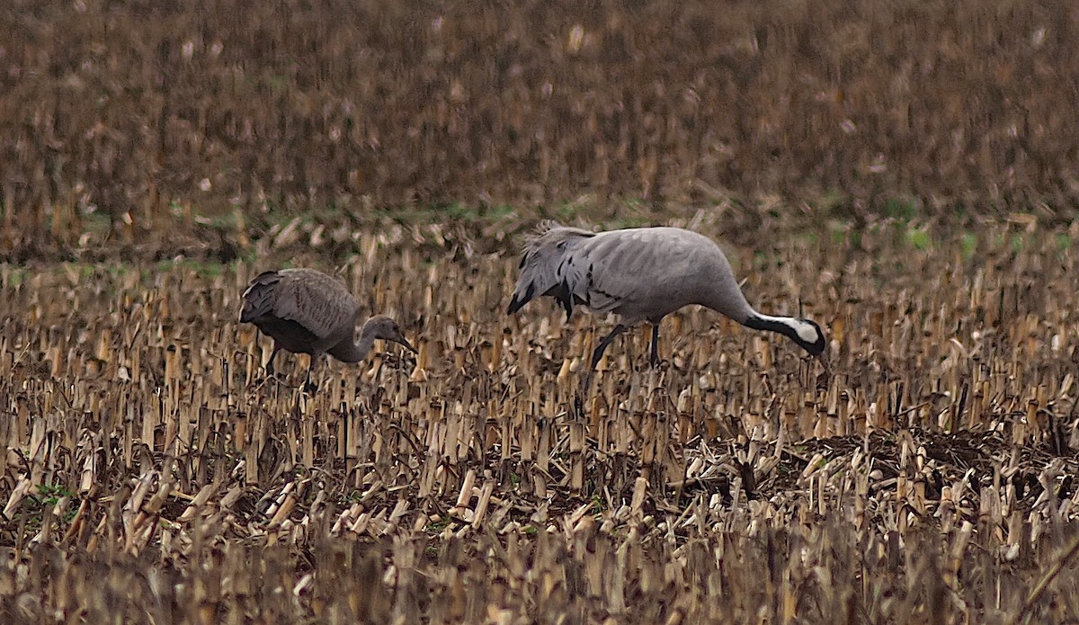 Sandhill Crane - ML646274847
