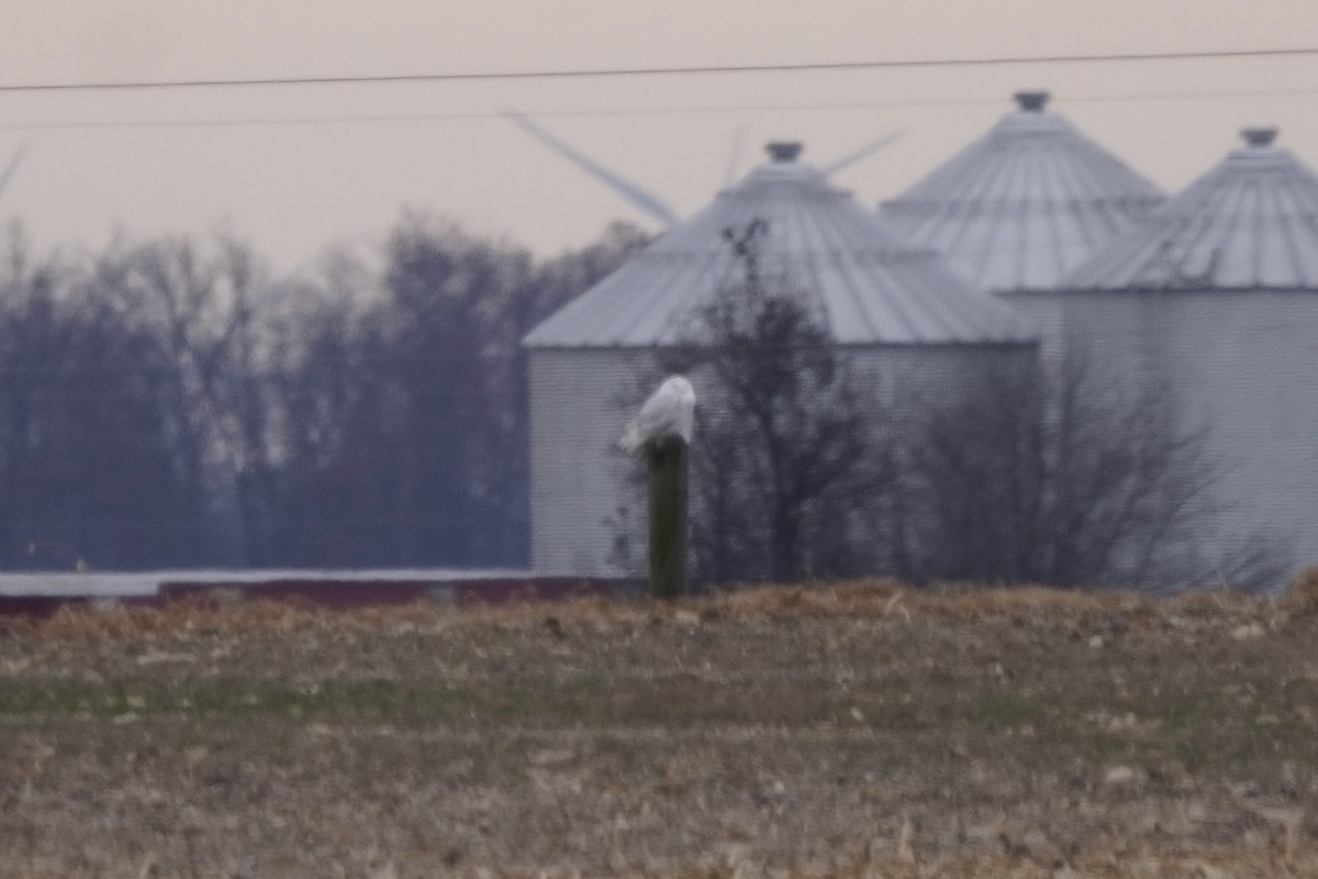 Snowy Owl - ML646274850