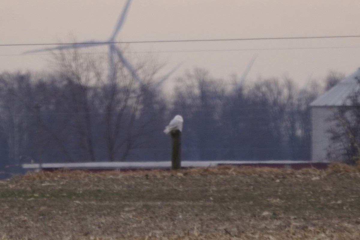 Snowy Owl - ML646274851