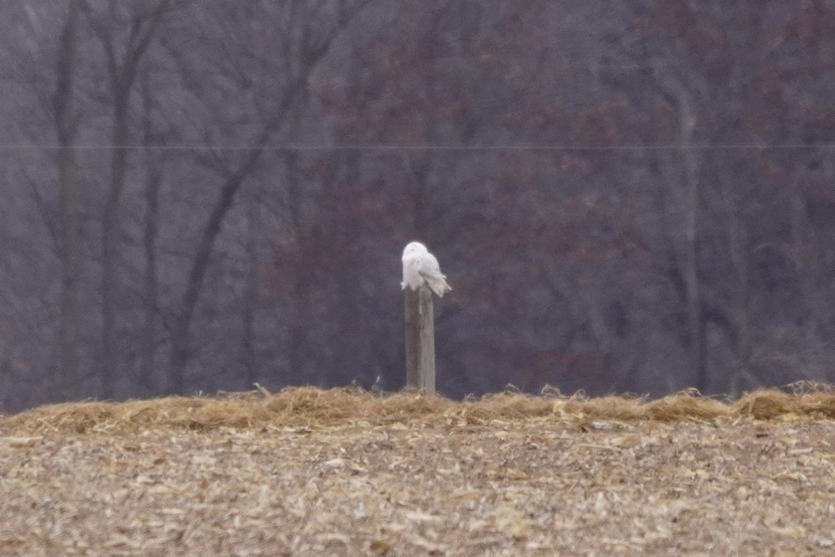 Snowy Owl - ML646274852
