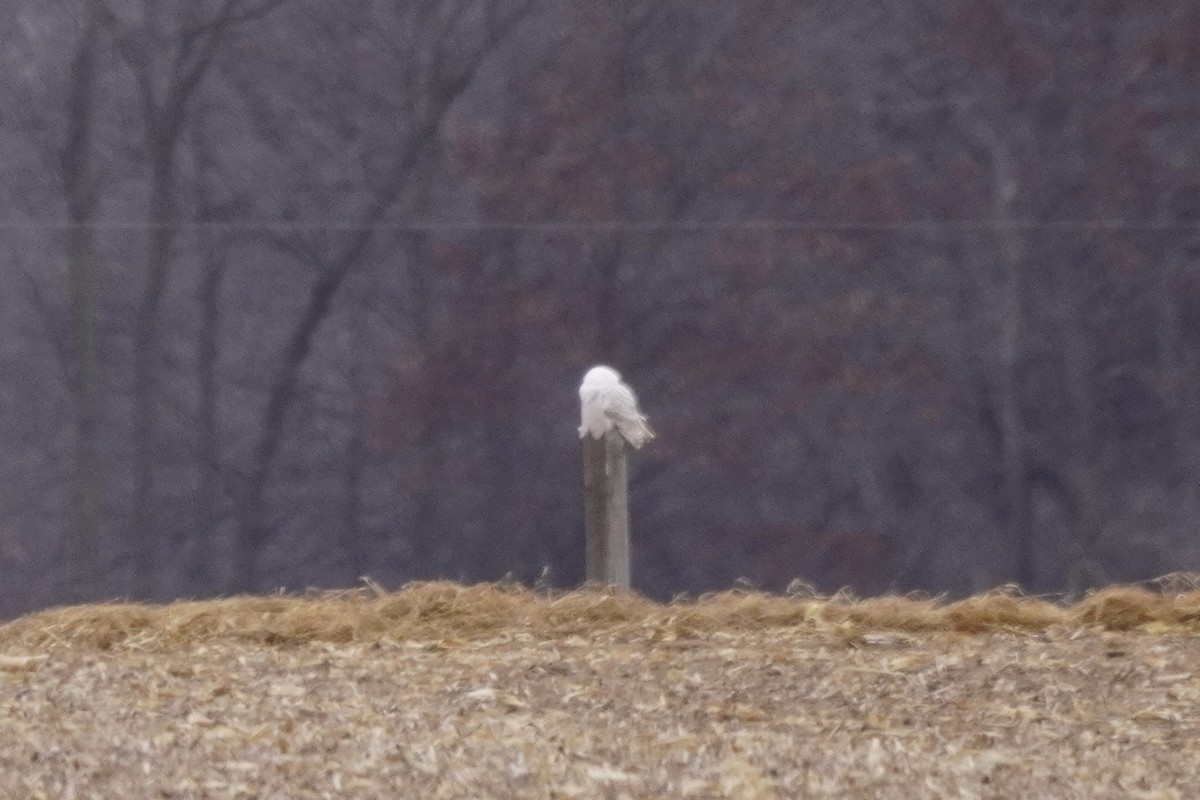 Snowy Owl - ML646274853