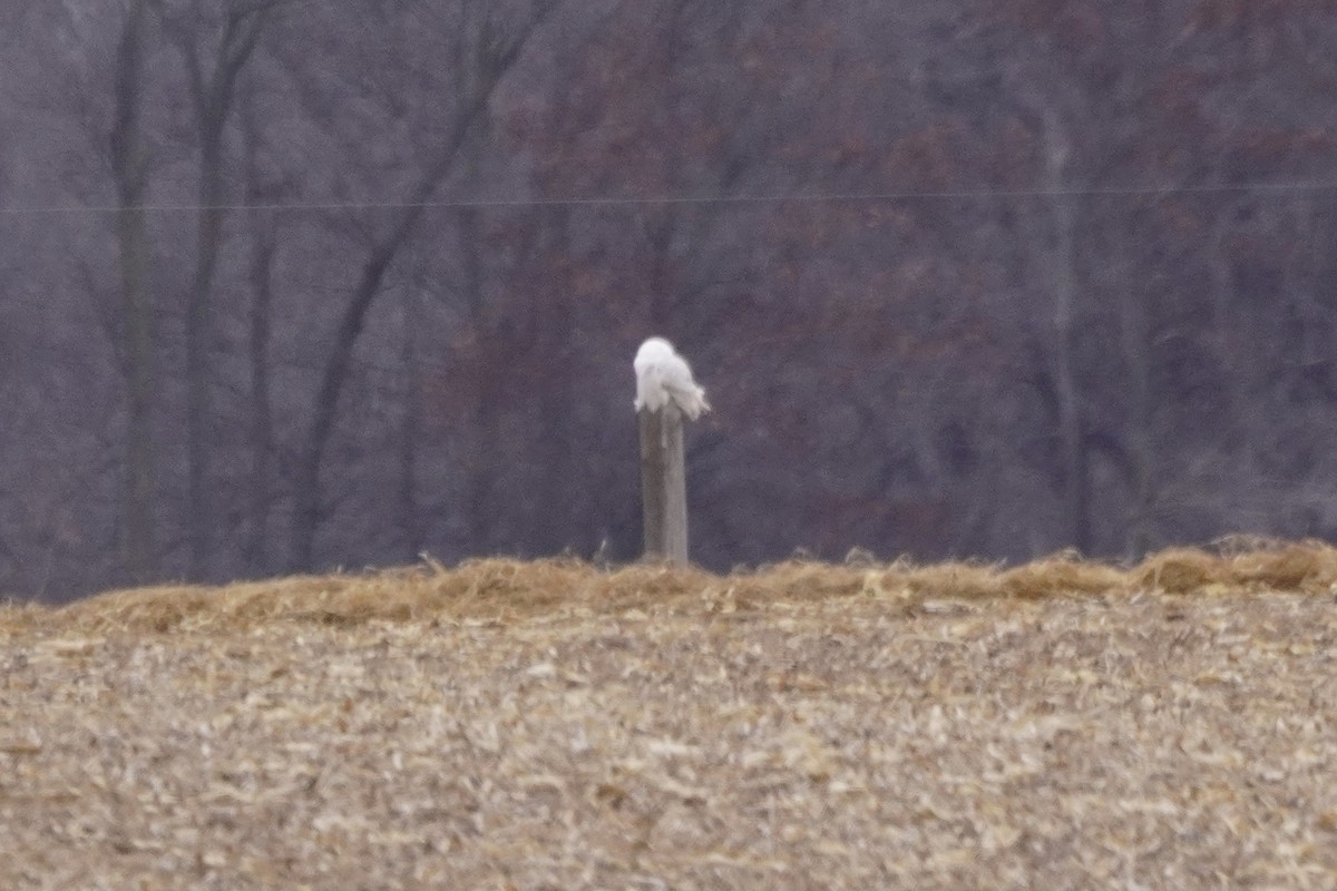 Snowy Owl - ML646274854