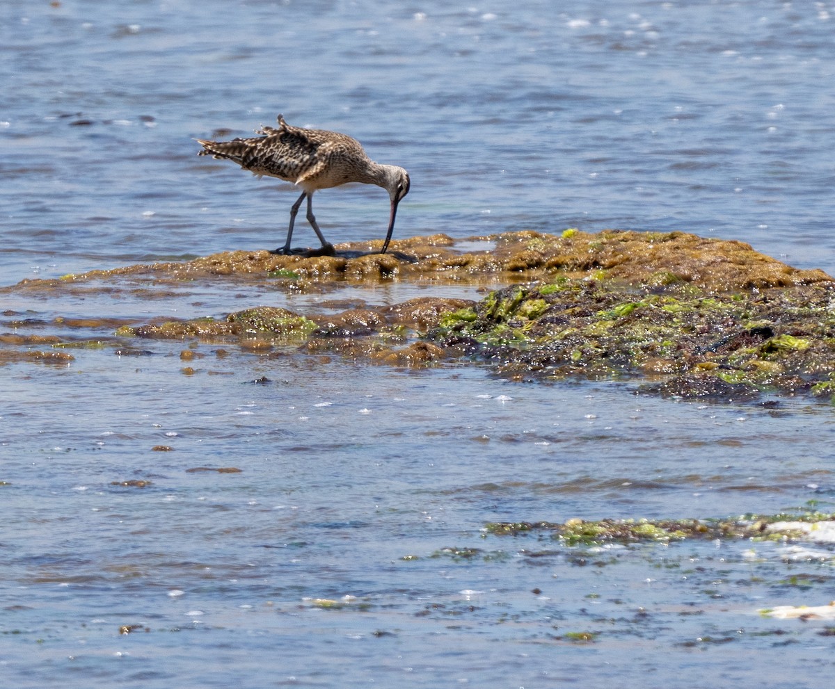 Hudsonian Whimbrel - ML646274855
