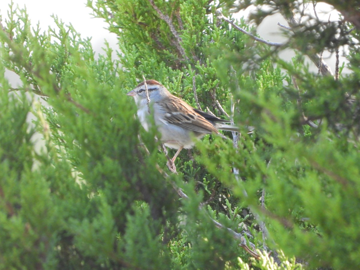 Chipping Sparrow - ML646274858
