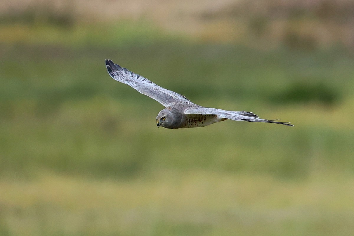 Hudsonweihe - ML646274859