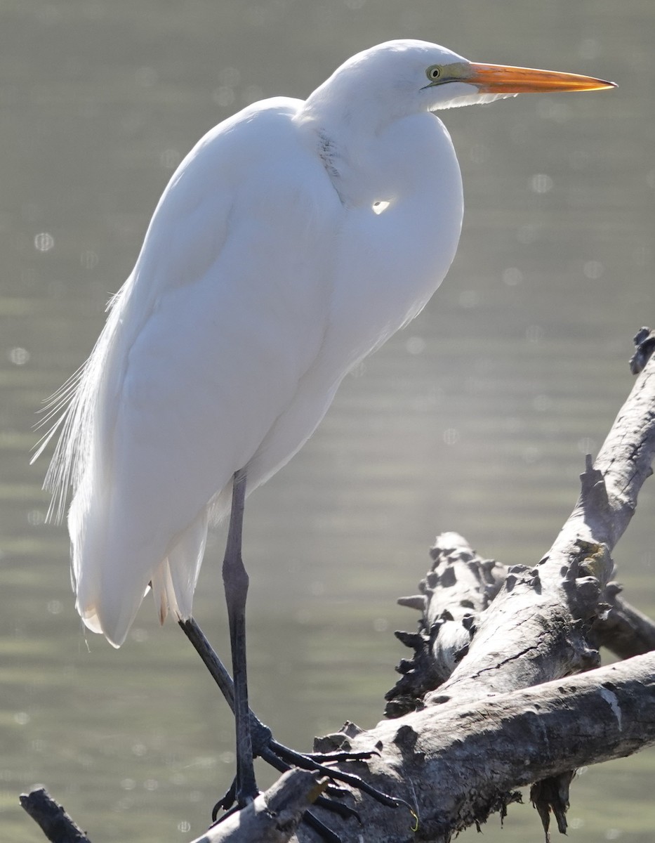 Koartza zuria - ML646274860