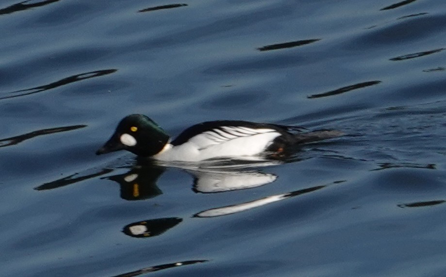 Common Goldeneye - ML646274861