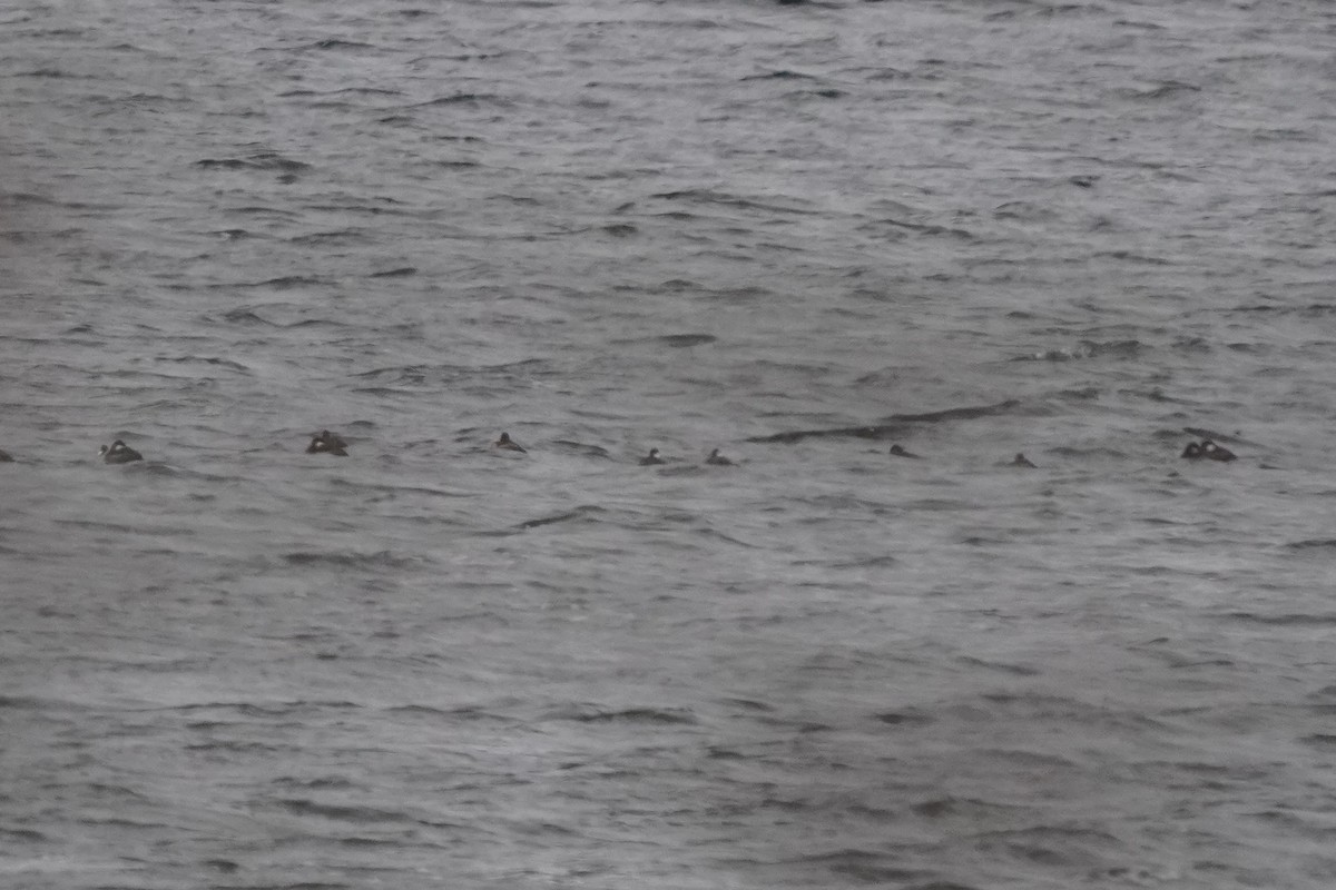 Ruddy Duck - ML646274862