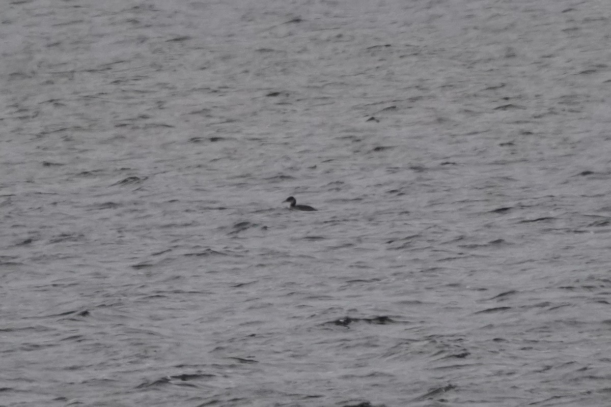 Somormujo Cuellirrojo - ML646274866