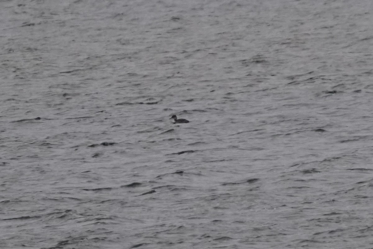 Somormujo Cuellirrojo - ML646274867