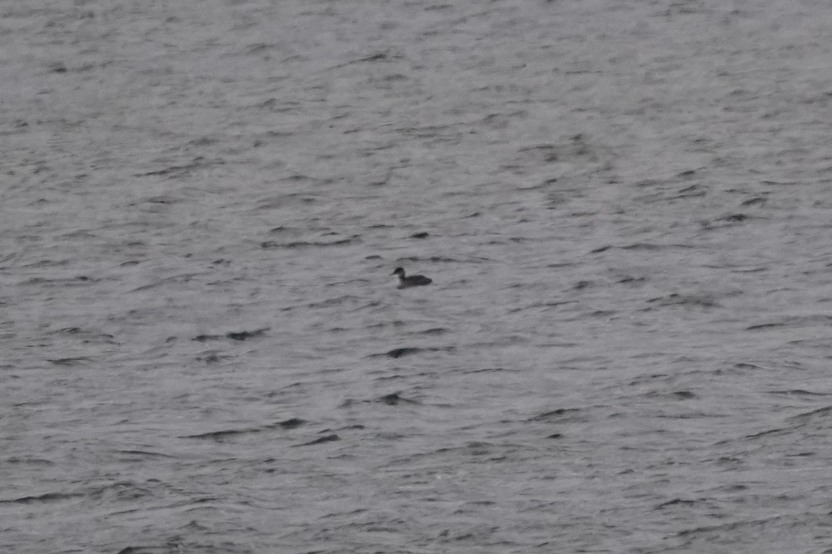 Somormujo Cuellirrojo - ML646274868