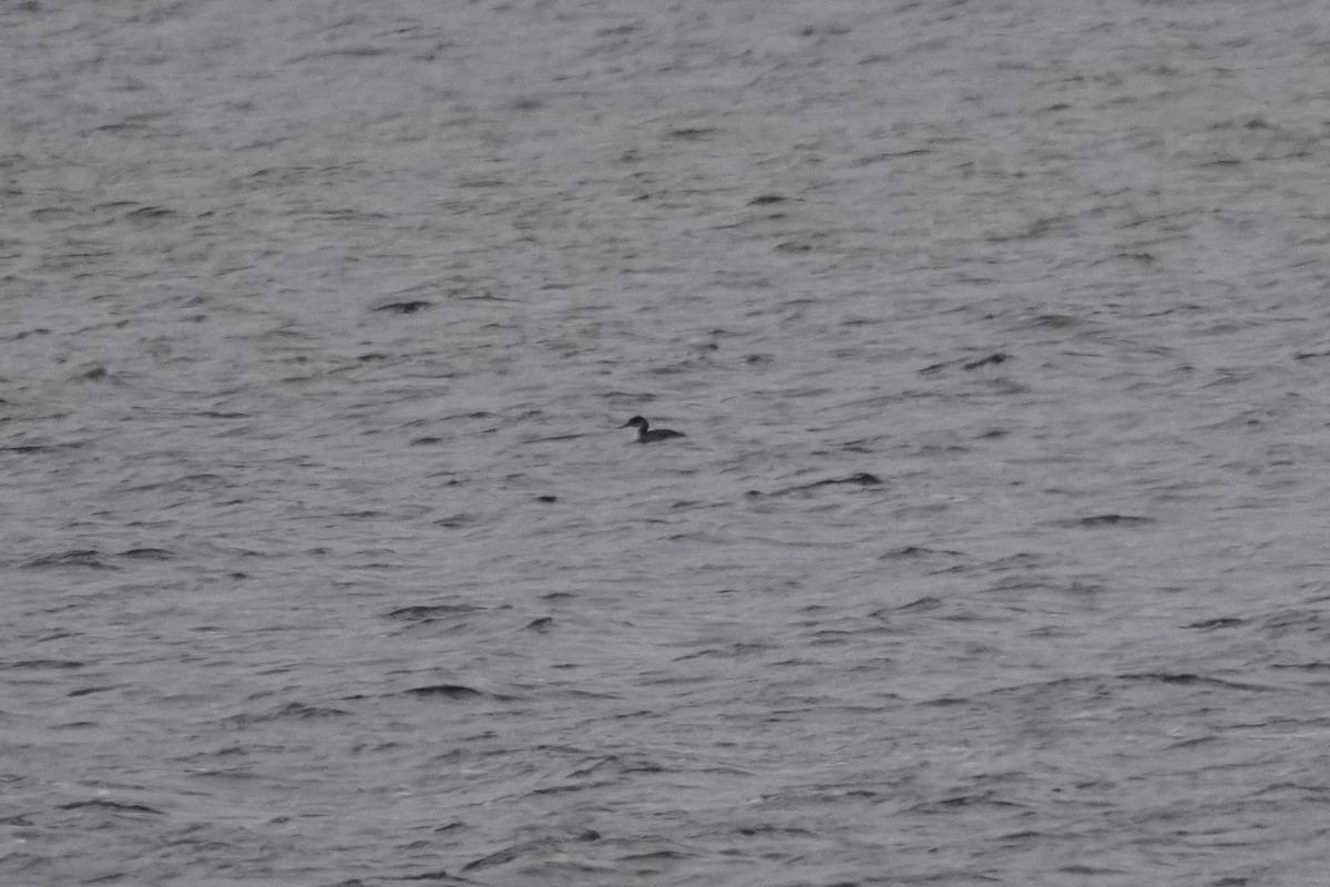 Somormujo Cuellirrojo - ML646274869