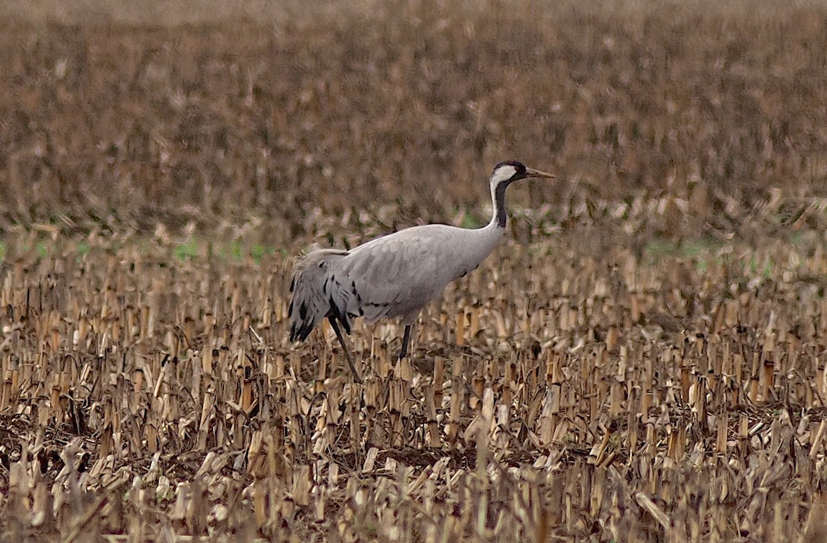 Common Crane - ML646274872