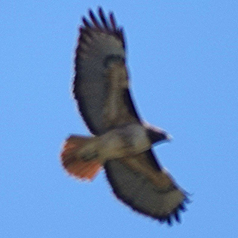 Red-tailed Hawk - ML646274873