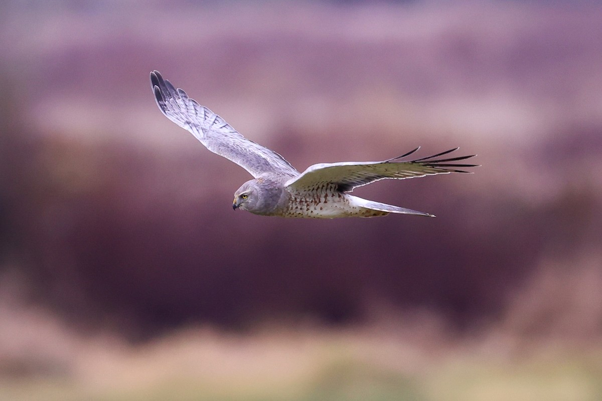 Hudsonweihe - ML646274874