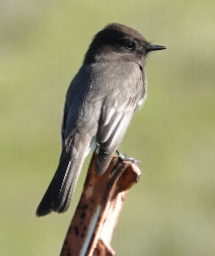 Black Phoebe - ML646274879