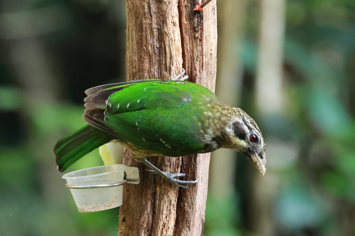 Spotted Catbird - ML646274880