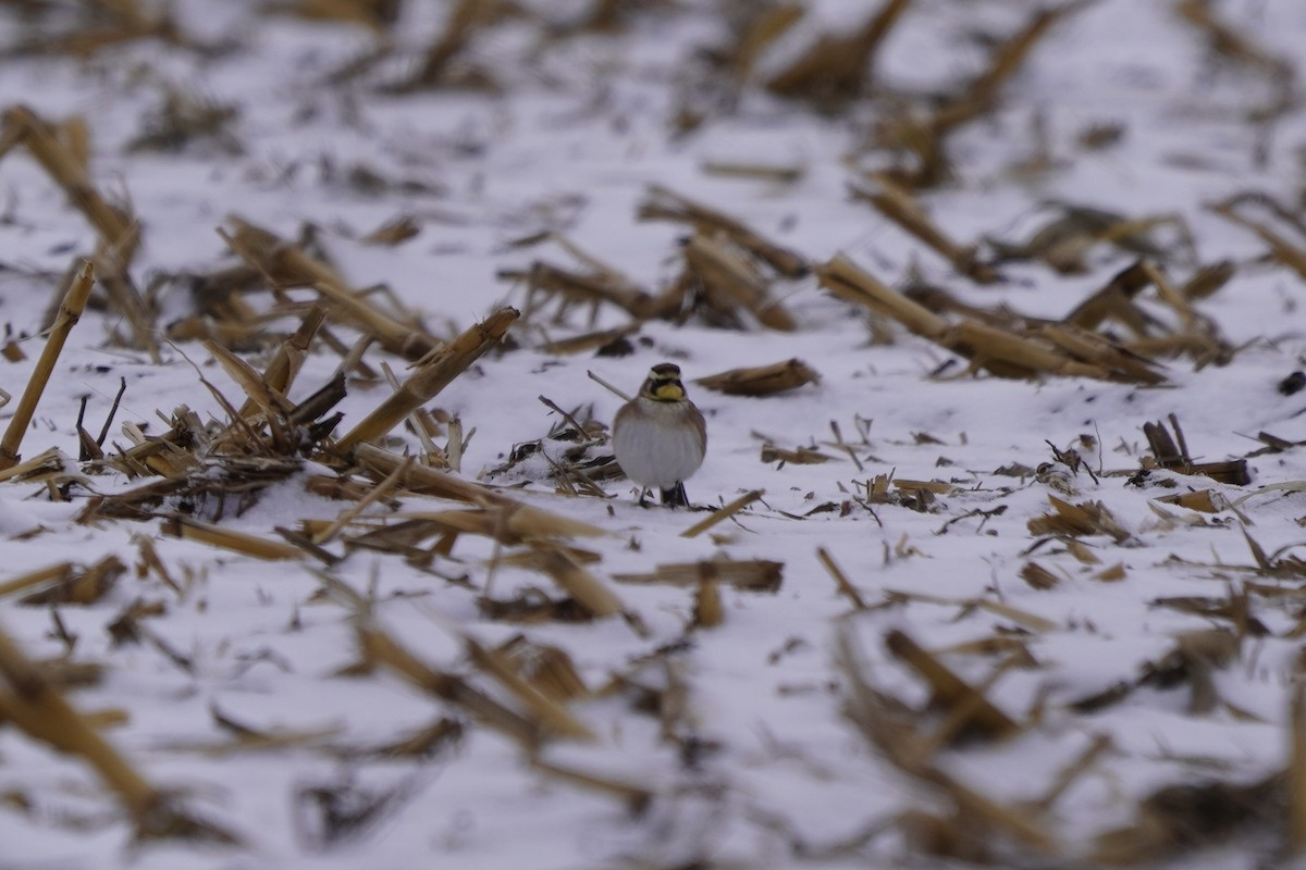 Horned Lark - ML646274881