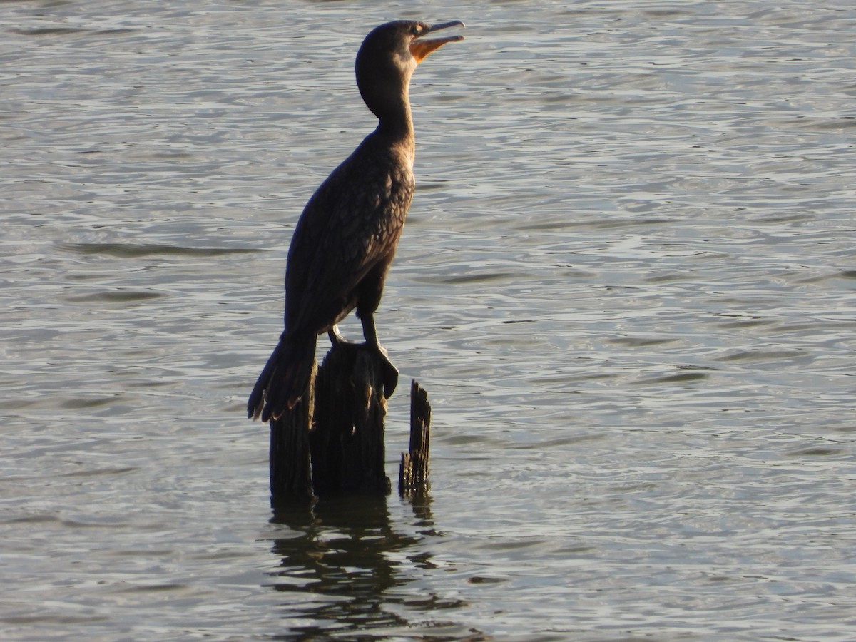Double-crested Cormorant - ML646274882