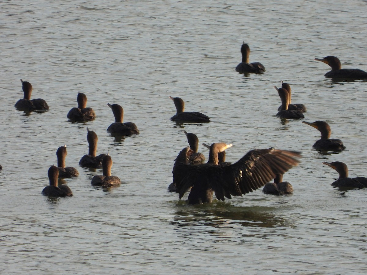 Double-crested Cormorant - ML646274883