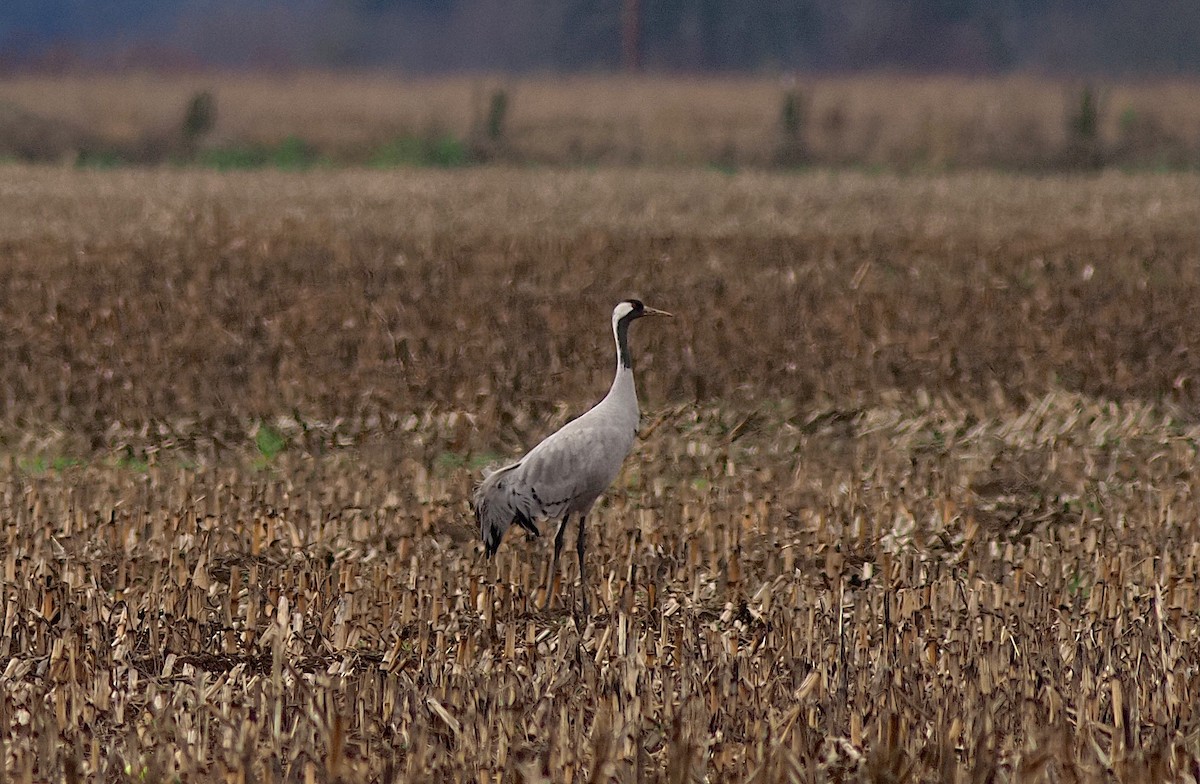 Common Crane - ML646274886