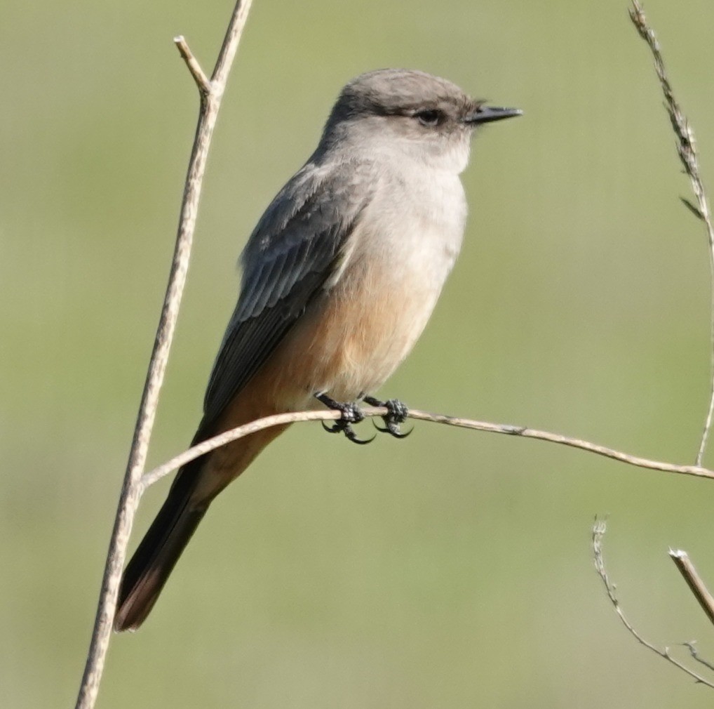 Say's Phoebe - ML646274888
