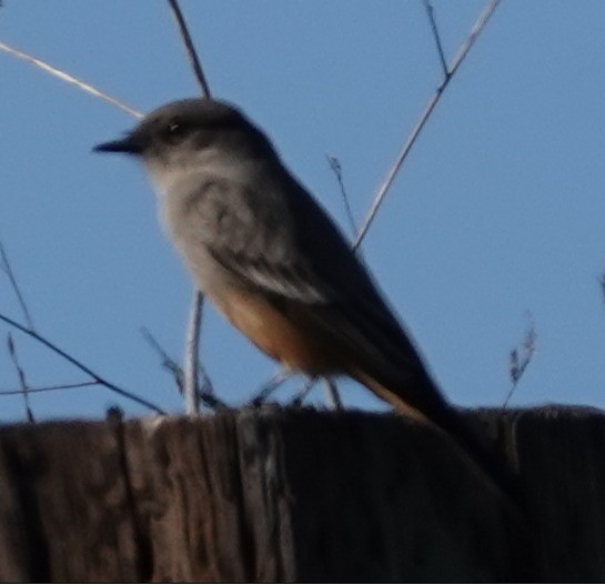 Say's Phoebe - ML646274889