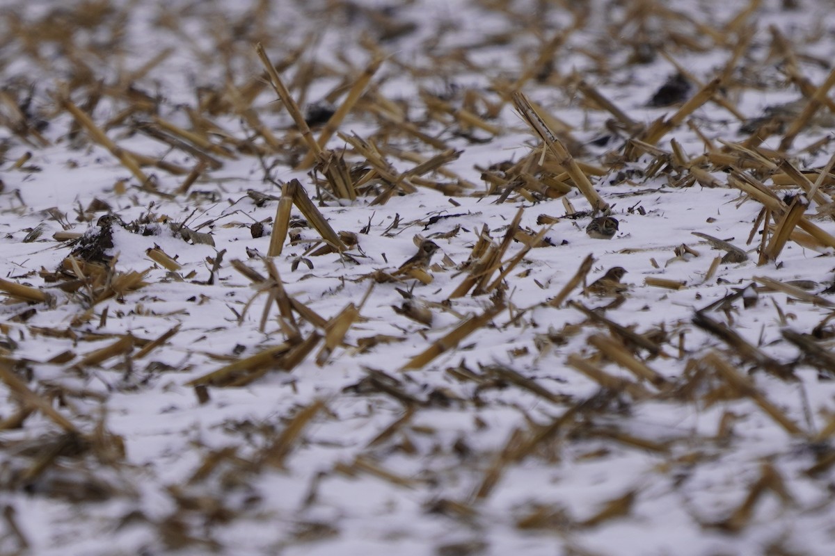 Lapland Longspur - ML646274891