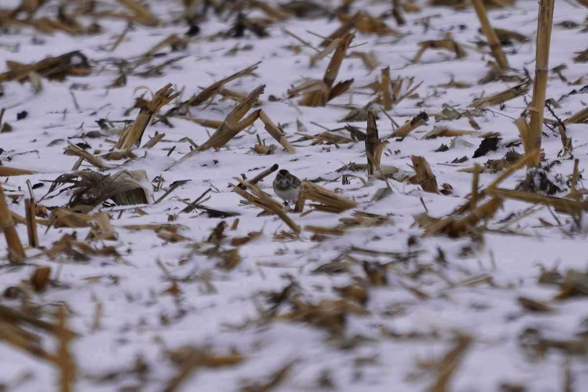 Lapland Longspur - ML646274892