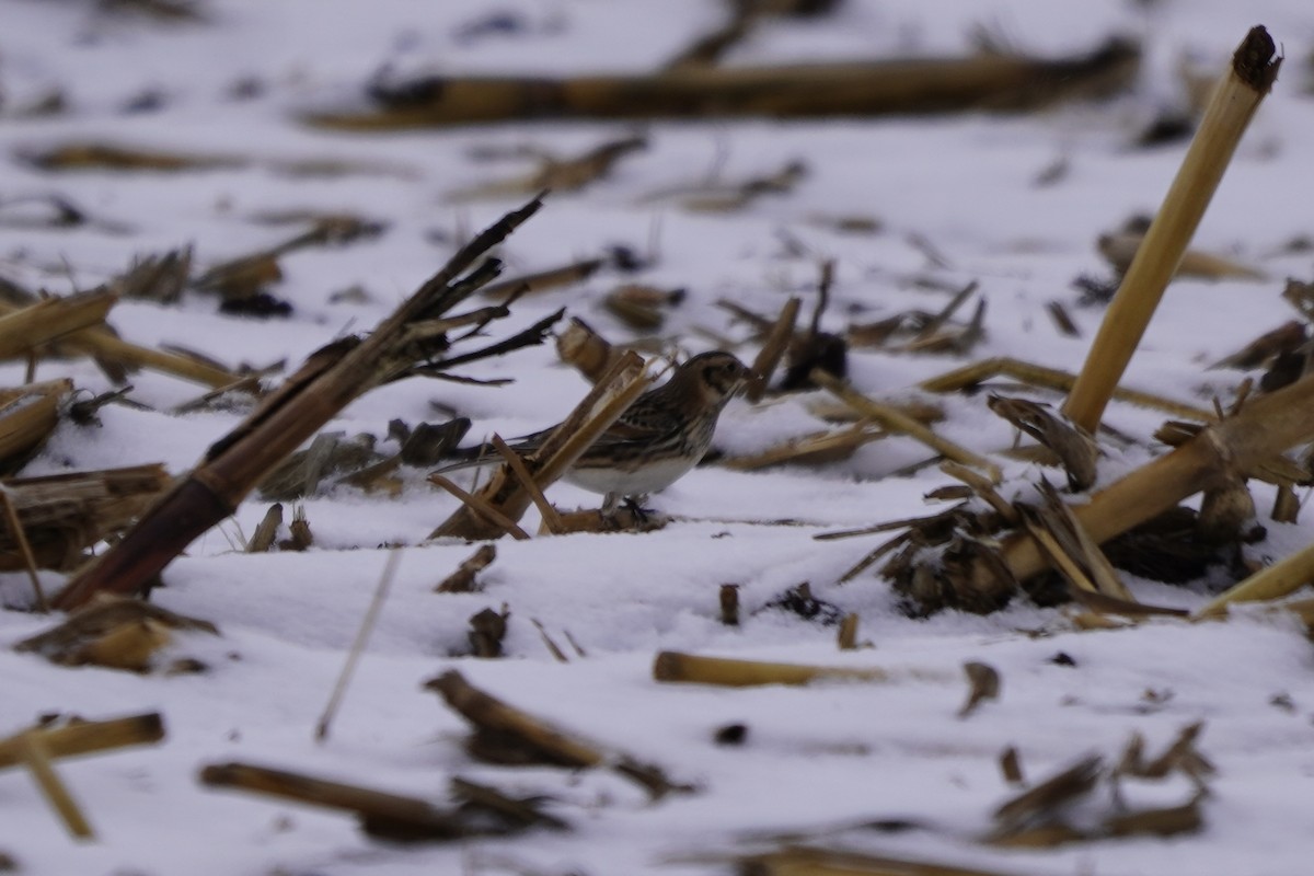 Lapland Longspur - ML646274893