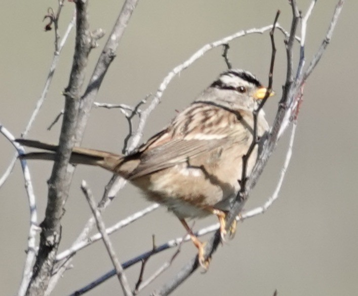 Porsuk Serçesi - ML646274895