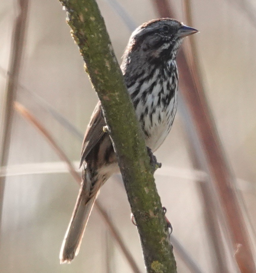 Song Sparrow - ML646274899