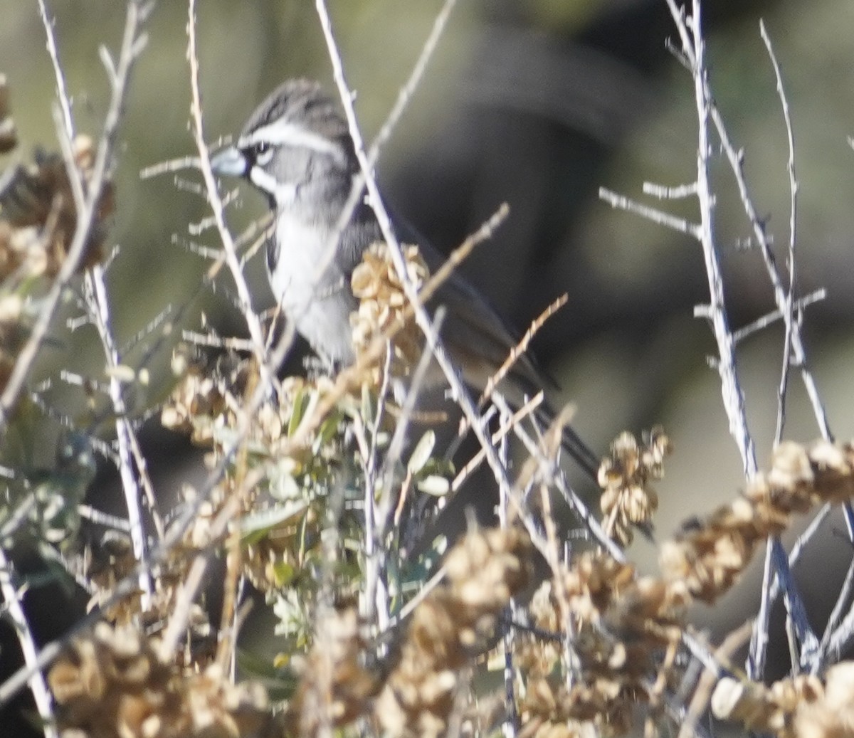 Black-throated Sparrow - ML646274900