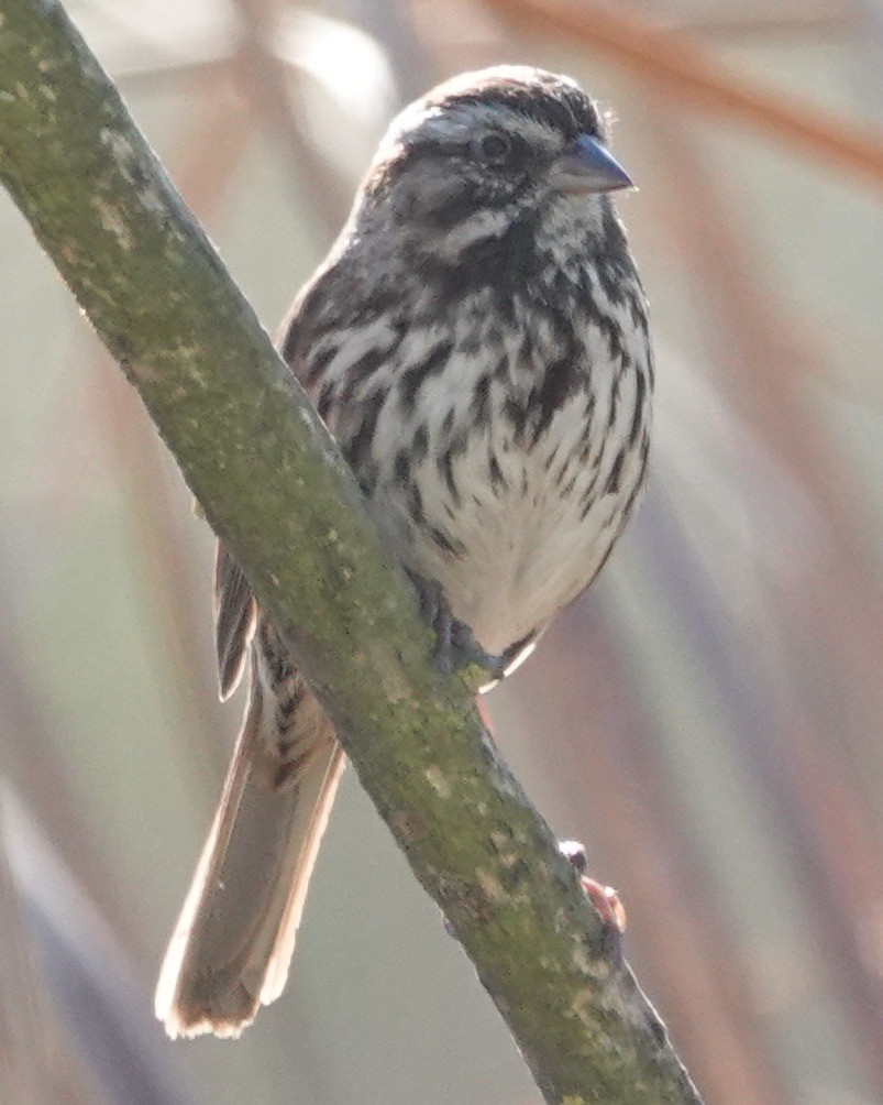 Song Sparrow - ML646274901