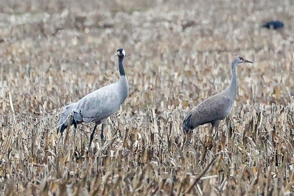 Sandhill Crane - ML646274902