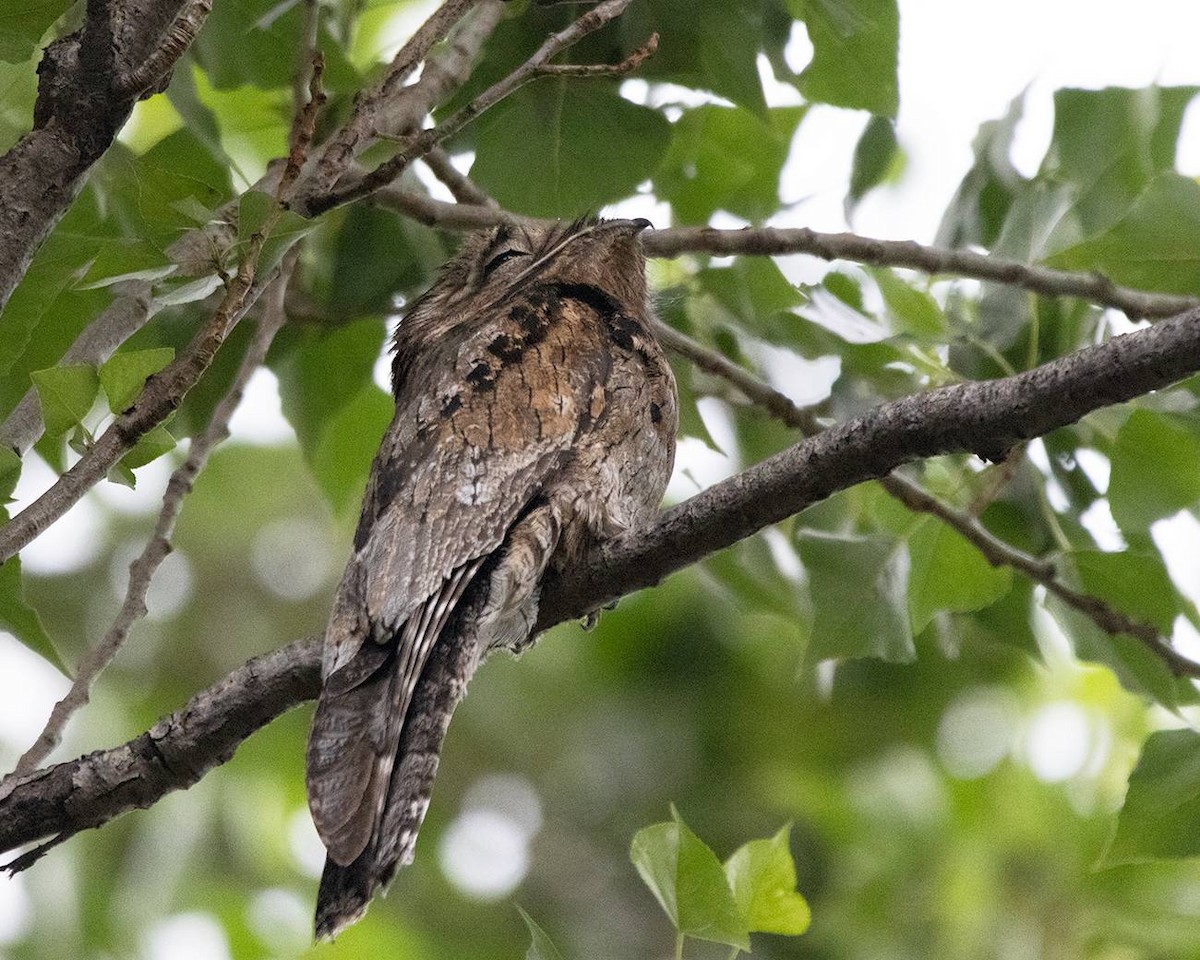 Common Potoo - ML646274903