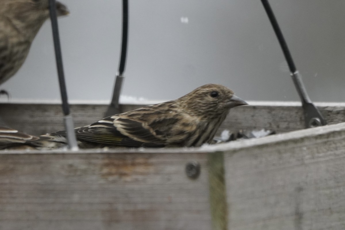 Pine Siskin - ML646274904