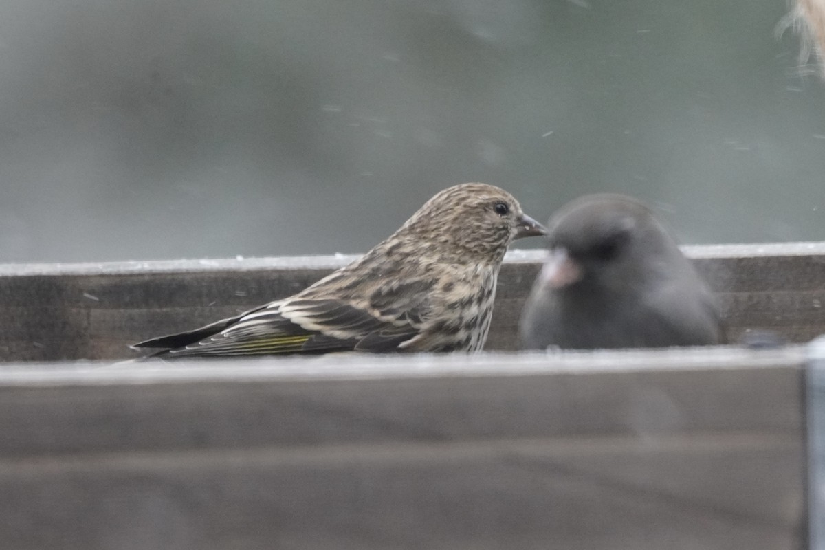 Pine Siskin - ML646274905