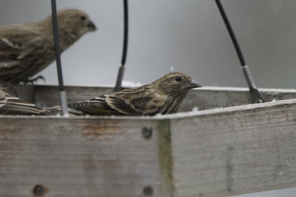 Pine Siskin - ML646274906
