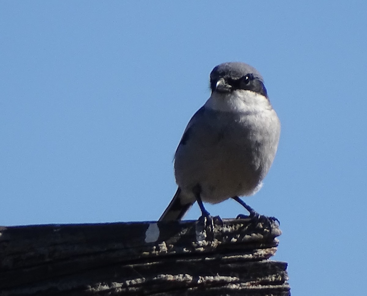 Loggerhead Shrike - ML646274907