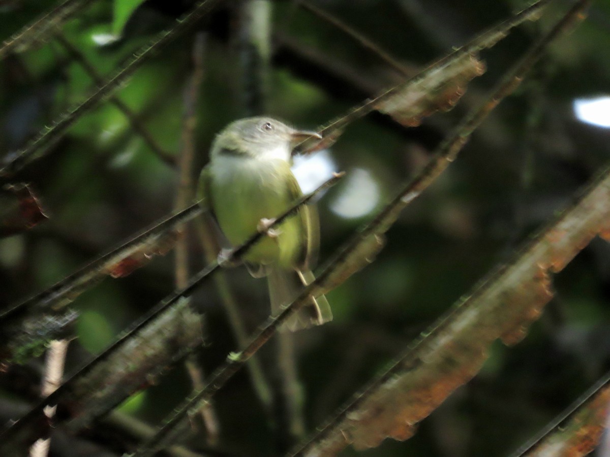 Northern Bentbill - ML646274908