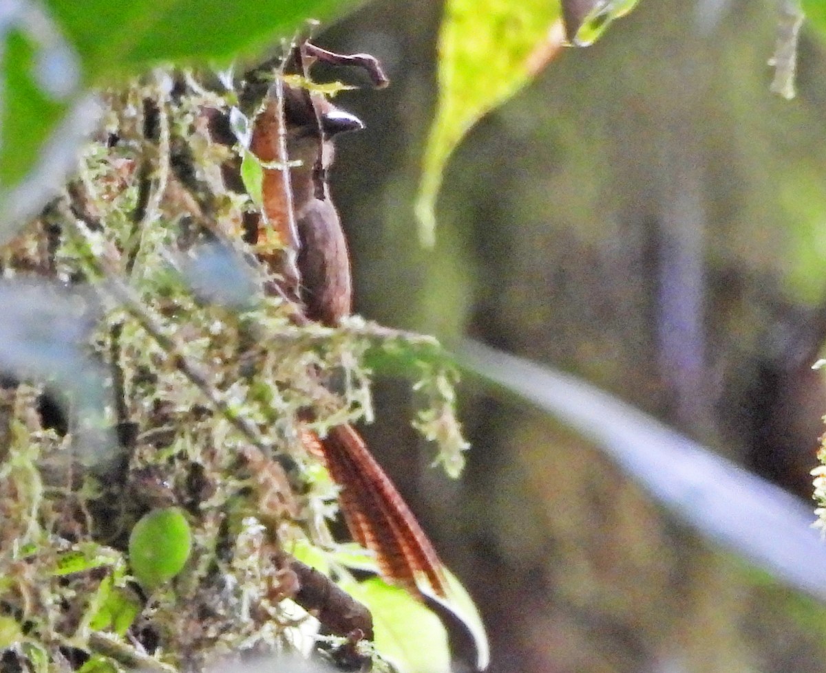 Sharpe's Wren - ML646274910