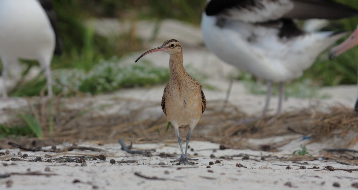 Bristle-thighed Curlew - ML646274911