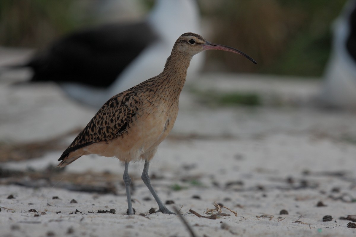 Bristle-thighed Curlew - ML646274912