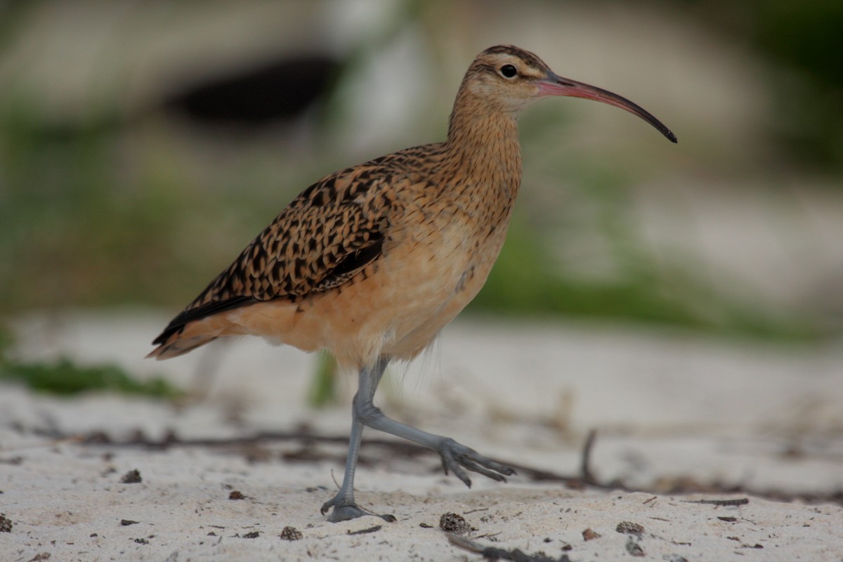 Bristle-thighed Curlew - ML646274913